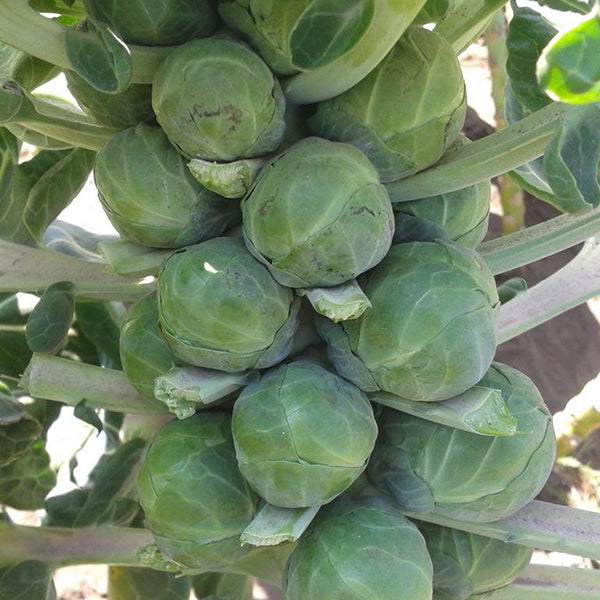 Brussels sprouts gardening advice