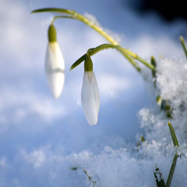 Flowers in snow - gardening in snow