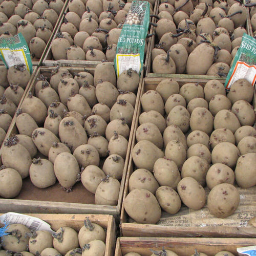 Chitting potatoes growing guide