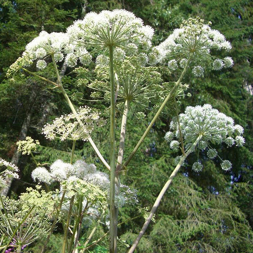 Giant hogweed identification and removal
