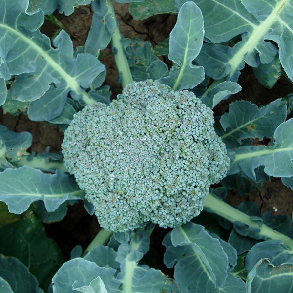Homegrown Broccoli