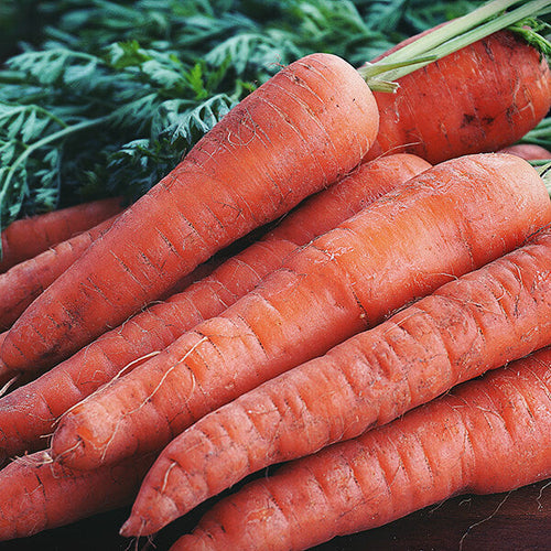 Homegrown Carrots - Growing Carrots