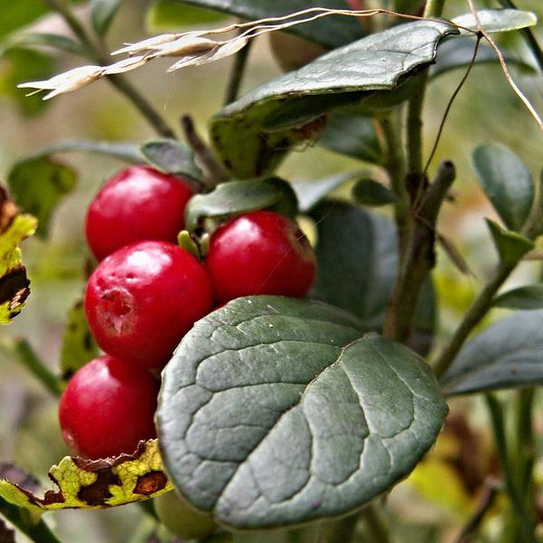 Cranberry being grown