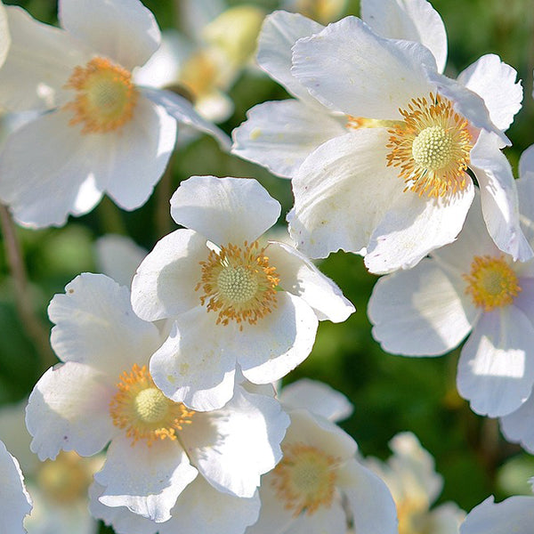 Japanese anemones flowers