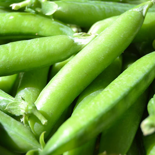 Garden peas
