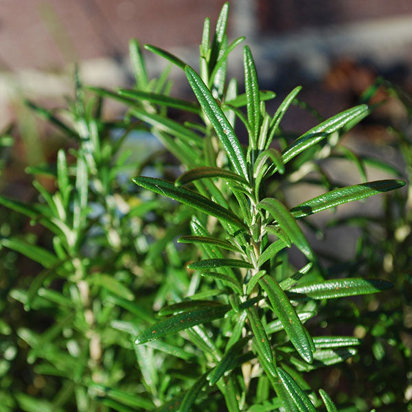 Rosemary herb growing