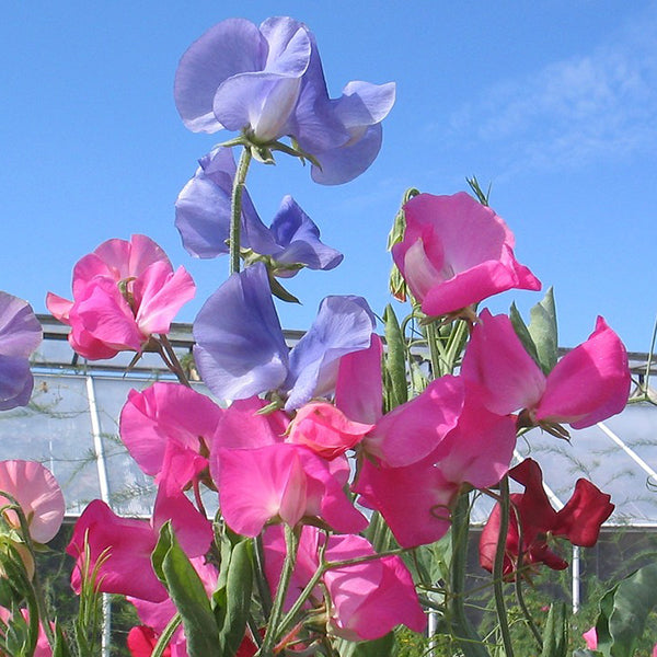 Sweet pea Flowers