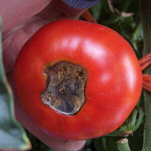 Growing Your Own tomatoes