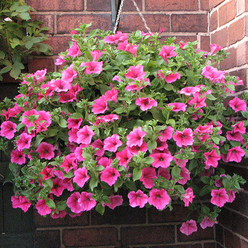 Maintaining healthy hanging baskets