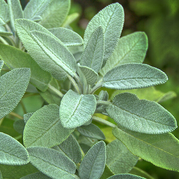 Sage herb growing