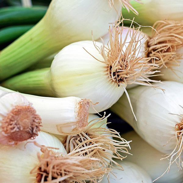 Spring Onions Growing