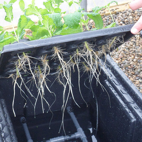 Hydroponics historical development