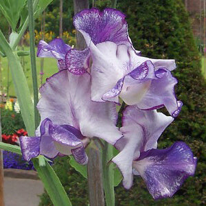 What Flowers To Sow In January