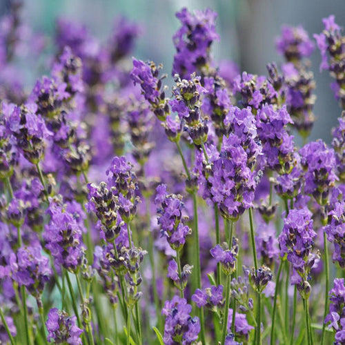 Lavender being grown indoors