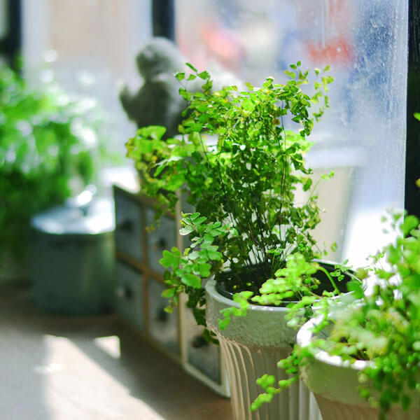 Indoor plant care guide