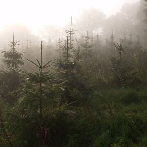 Selecting the Perfect Real Christmas Tree