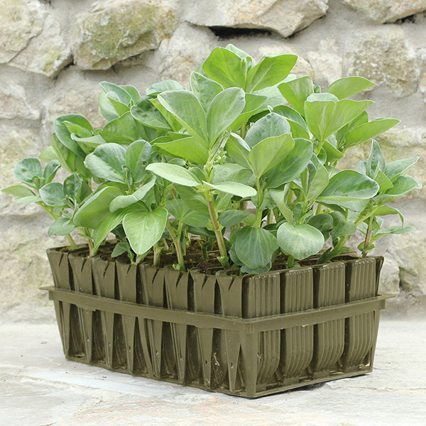 Root trainers for plant growth