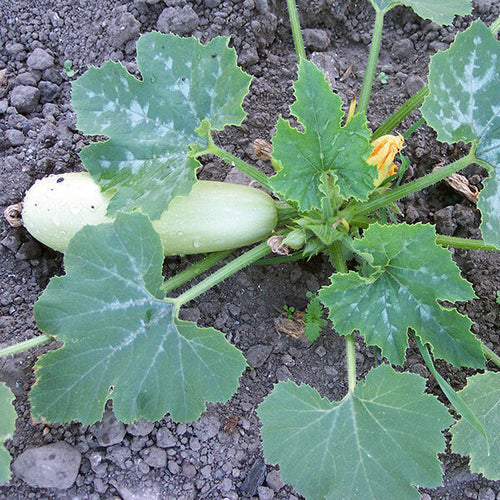 Growing courgettes at allotment