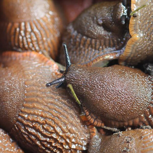 Slug garden pest