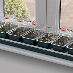 Start Sowing In January - Expert Advice For Getting It Right