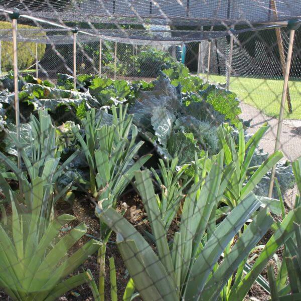 vegetable cage with bird netting