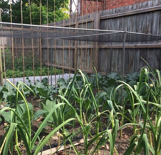 garden cage with butterfly netting