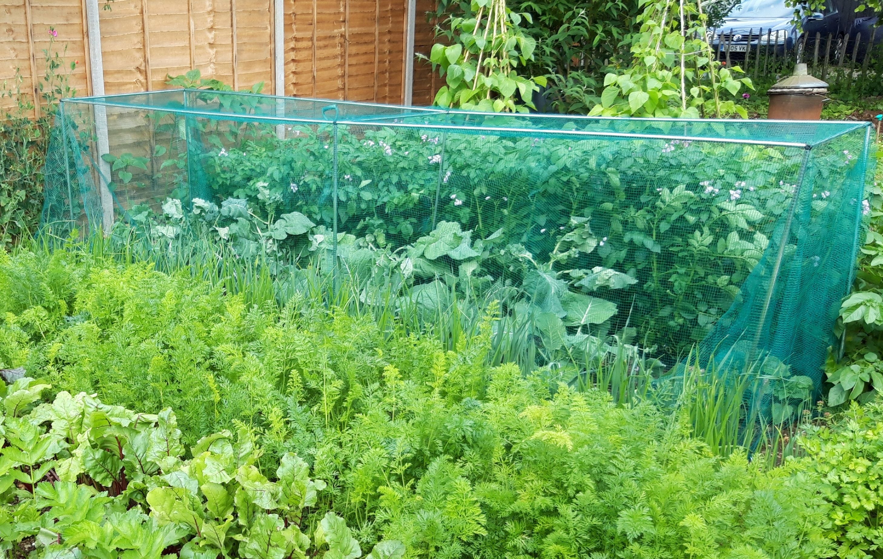 vegetable cage with butterfly netting