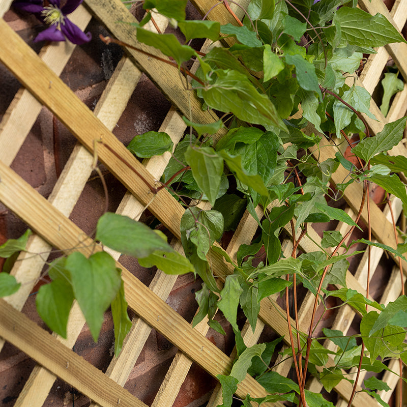 Forest Garden Trellis Planter
