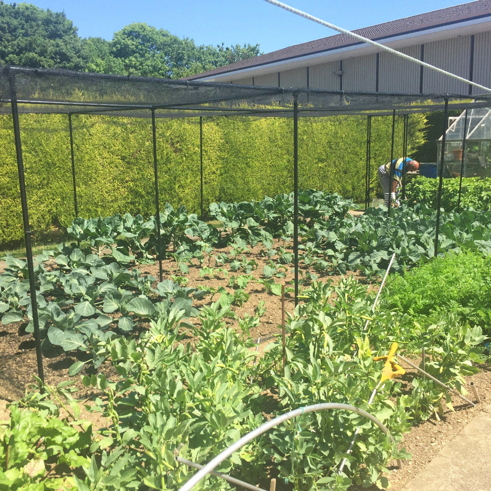 vegetable cage with cabbages