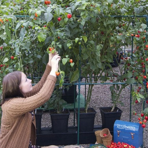 Self watering plant pots with tomatoes growing in them
