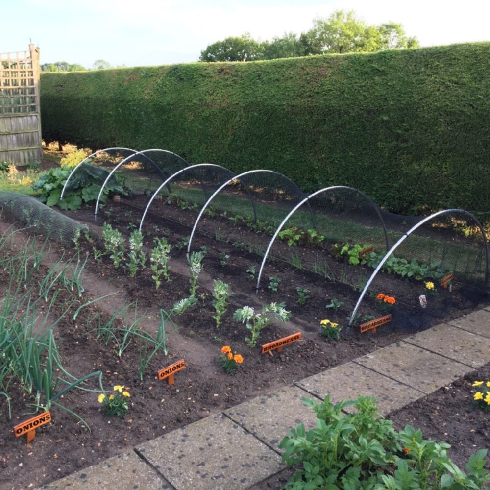 Vegetable garden with raised beds and greenhouses