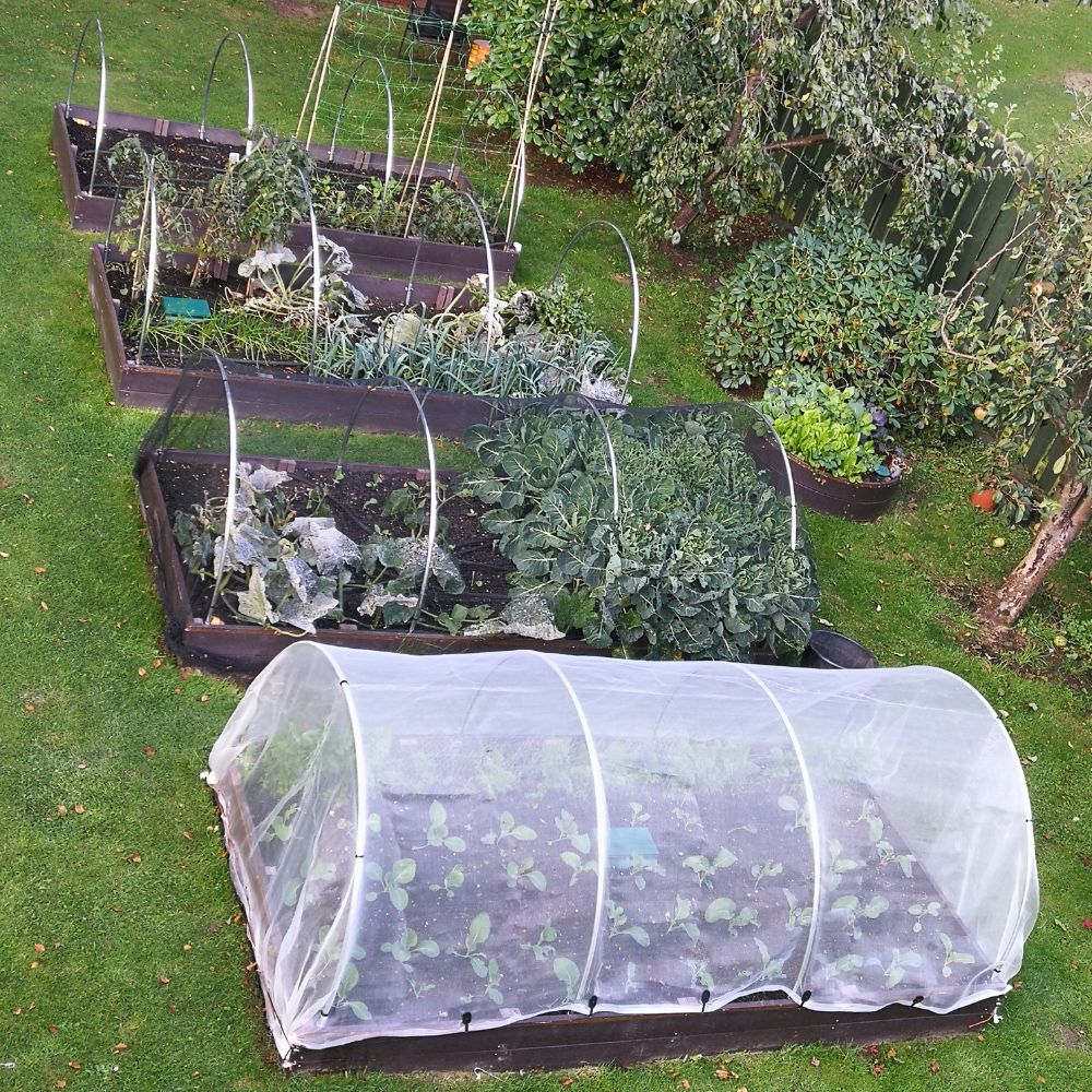 Vegetable garden with raised beds