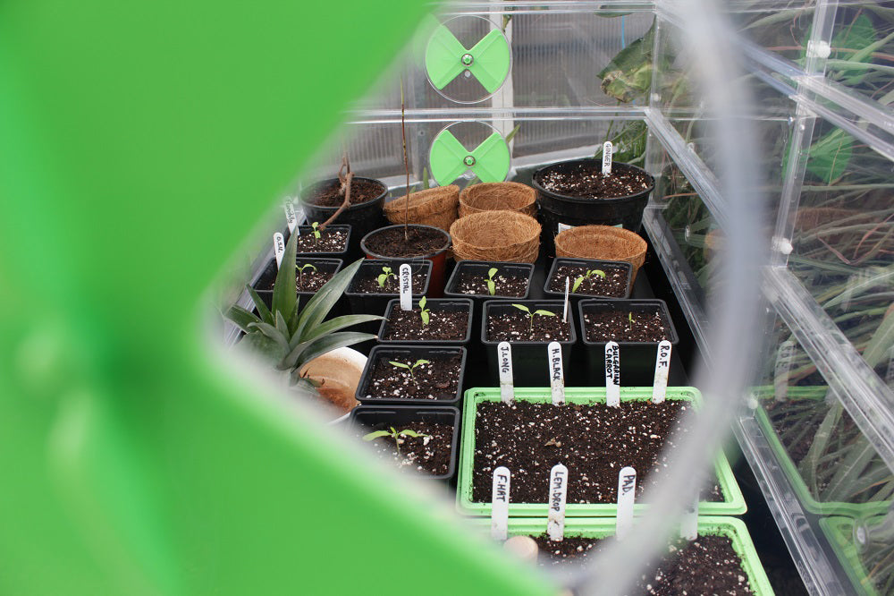 View of a Vitopod propagator through the vent