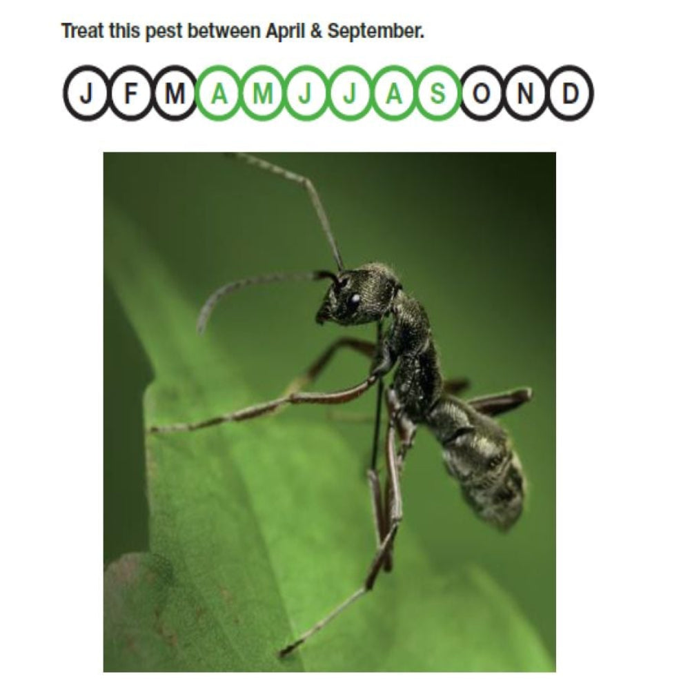 Nematodes for Ants Treats 16 or 50 Nests