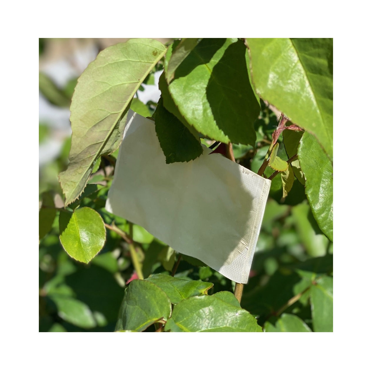 Beneficial insect attractant hanging in a tree