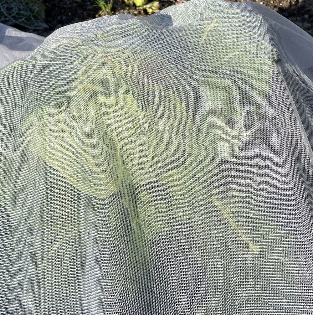 Biodegradable netting over cabbages