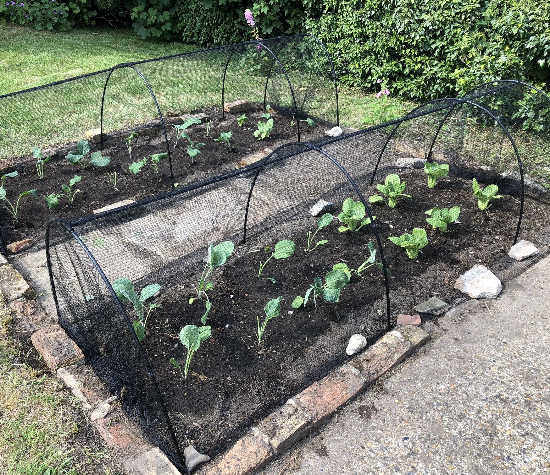 black butterfly netting over hoops