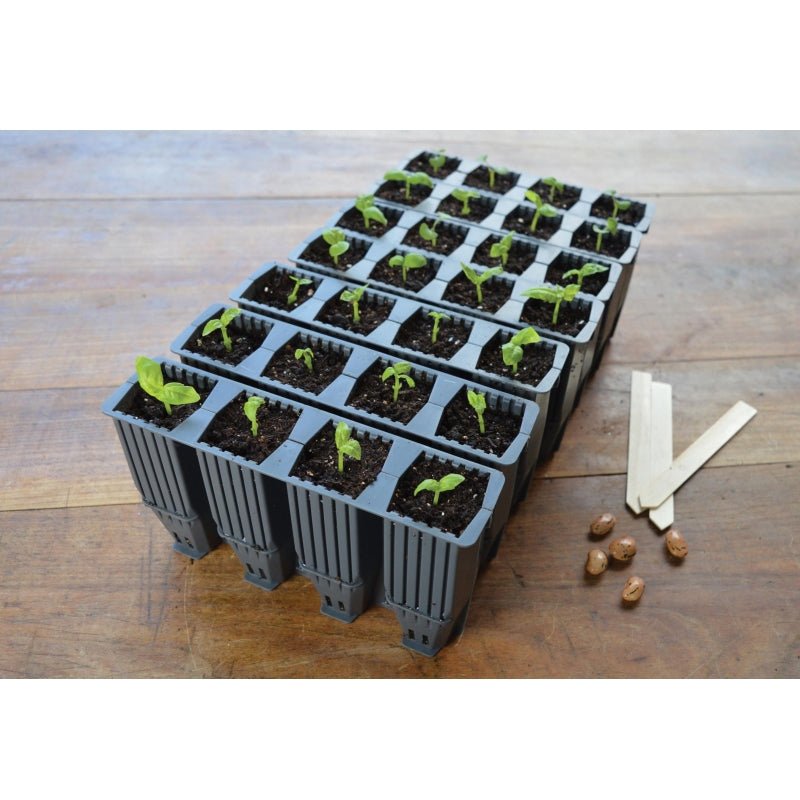 28 deep cells with seedlings in on a wooden table