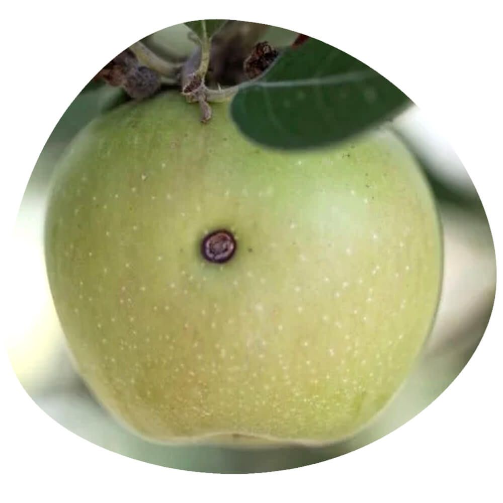 Codling Moth Pheromone Traps & Refills - Effective Apple Moth Control