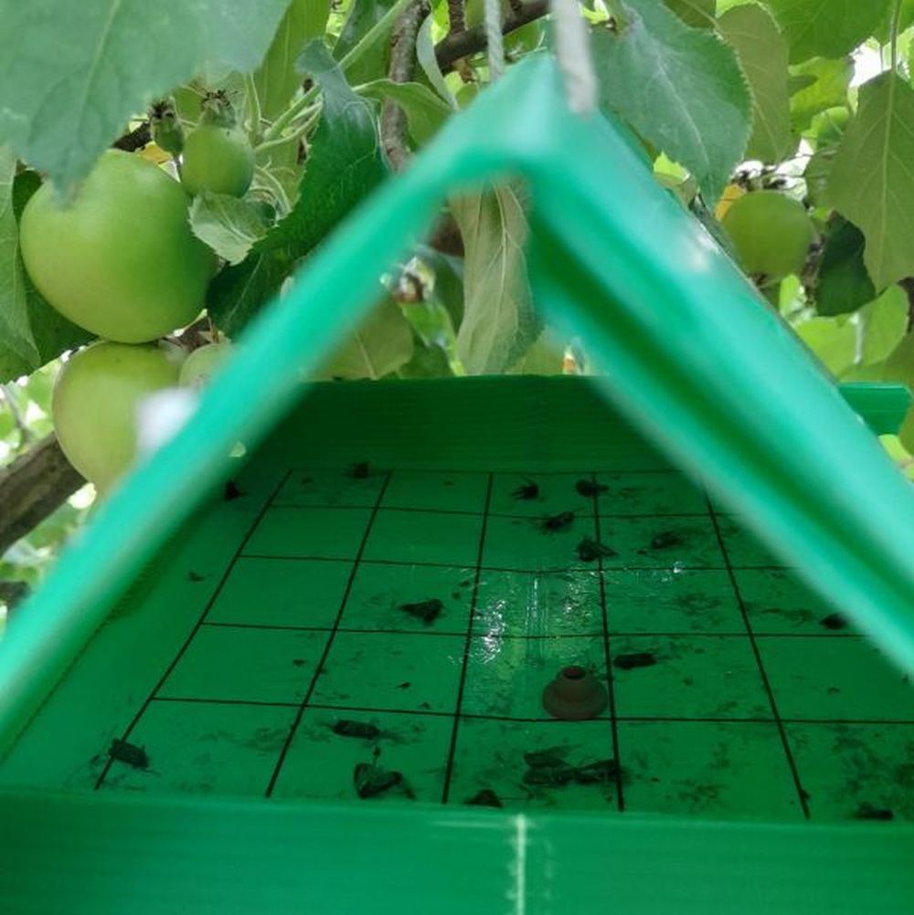 Codling Moth Pheromone Traps & Refills - Effective Apple Moth Control
