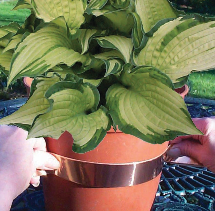 A person's hands are shown applying copper tape around the rim of a pot with a green plant inside, to deter slugs and snails.