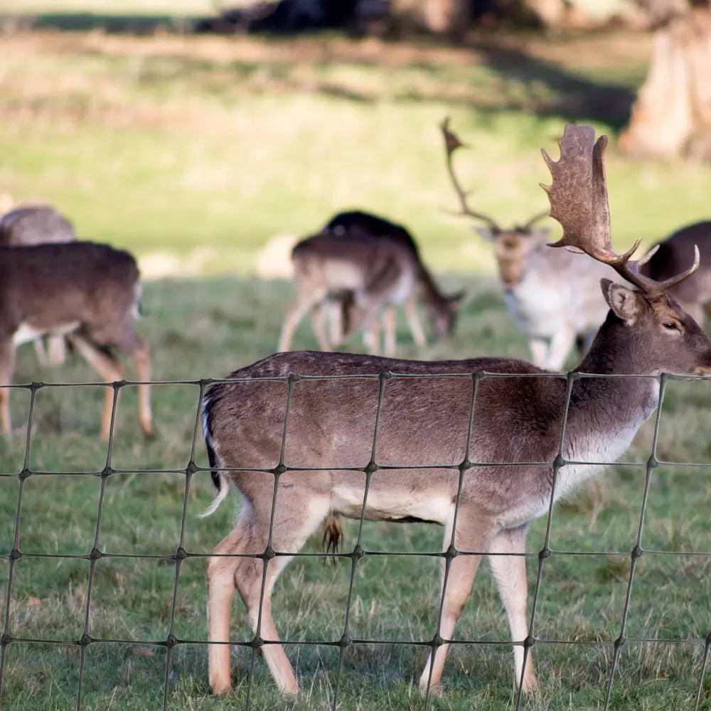 deer with deer netting in field