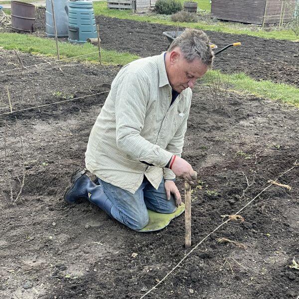 Man using a long handled dibber to plant things in allotment