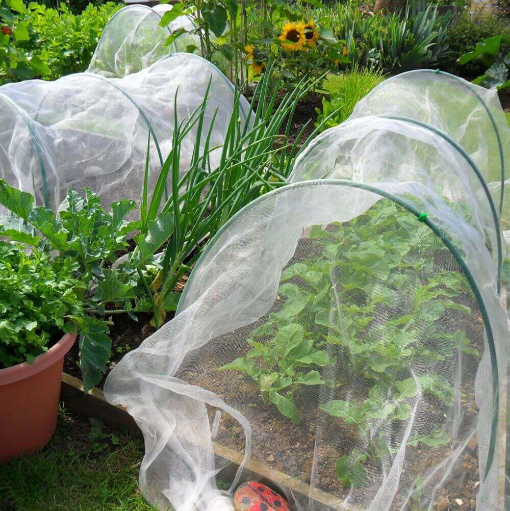 Vegetable garden with plants covered by white mesh in a garden setting.