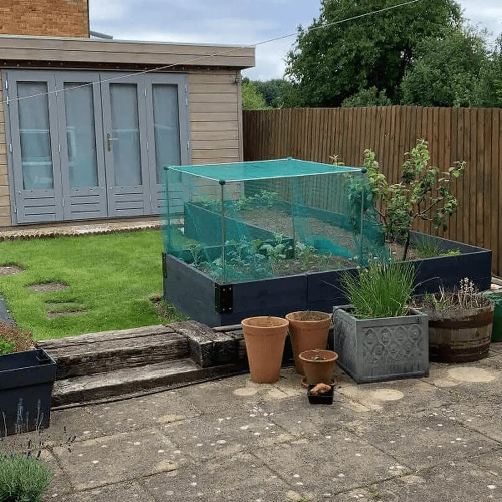 green butterfly over garden cage in raised bed
