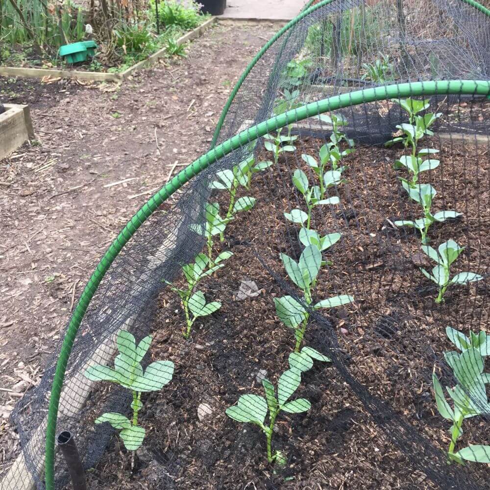 Young plants growing in a garden bed with a green garden hoops and protective netting.