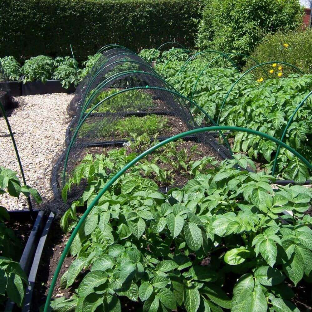 Vegetable garden with green plants and a trellis in the background