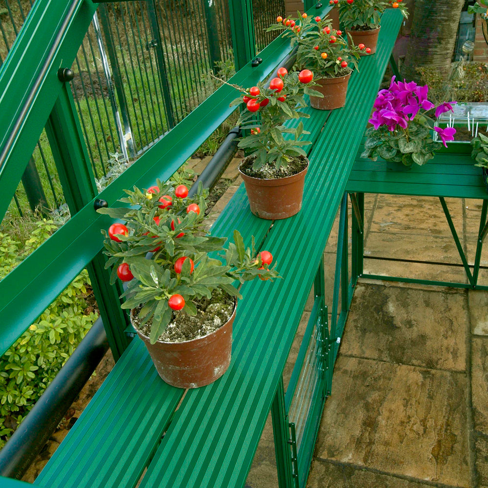 tomato plants on greenhouse shelves