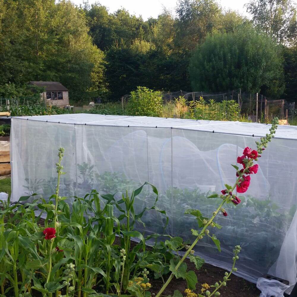 Vegetable garden with plants and a whiteinsect netting covering against pests