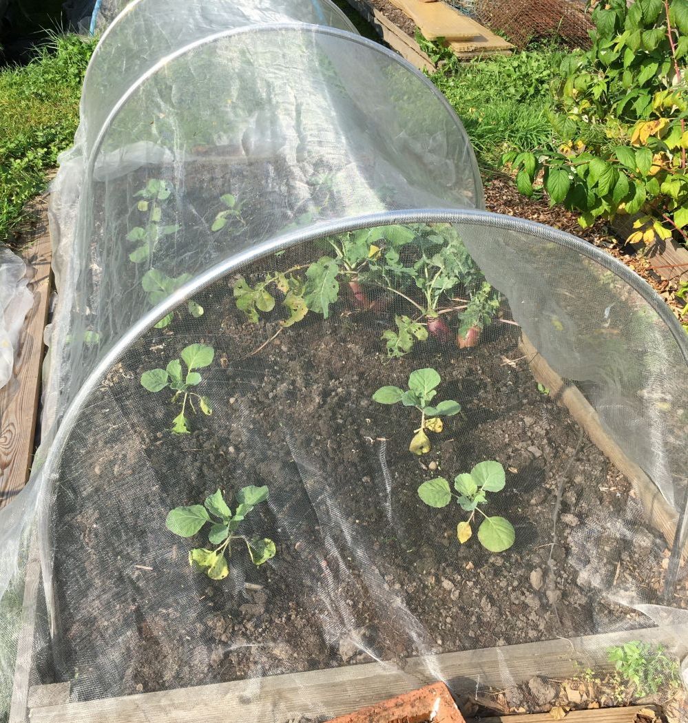 Vegetable plants growing in a raised bed covered with ultra fine netting sheeting.